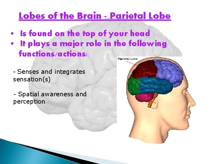 Lobes of the Brain - Parietal Lobe • Is found on the top of