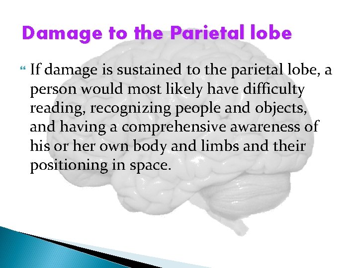 Damage to the Parietal lobe If damage is sustained to the parietal lobe, a