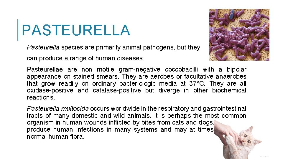 PASTEURELLA Pasteurella species are primarily animal pathogens, but they can produce a range of