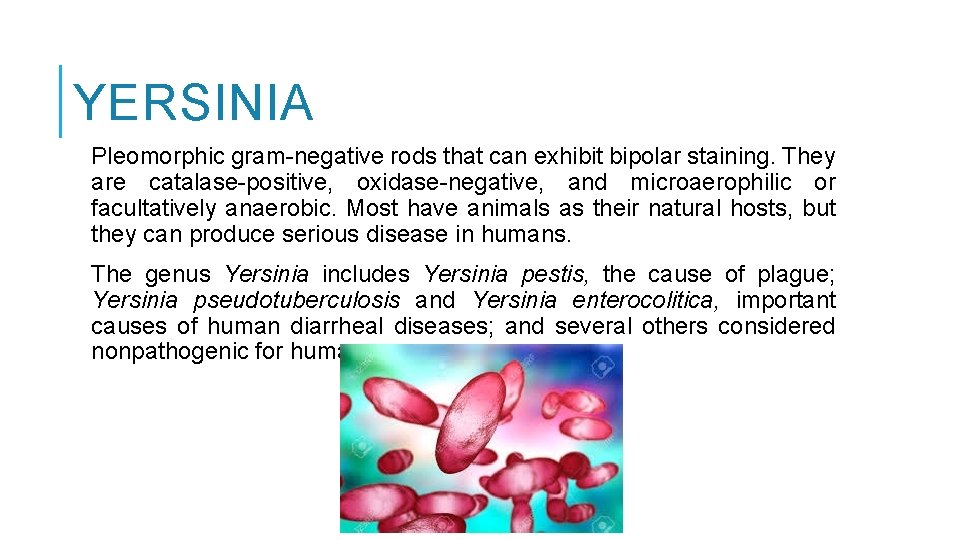 YERSINIA Pleomorphic gram-negative rods that can exhibit bipolar staining. They are catalase-positive, oxidase-negative, and