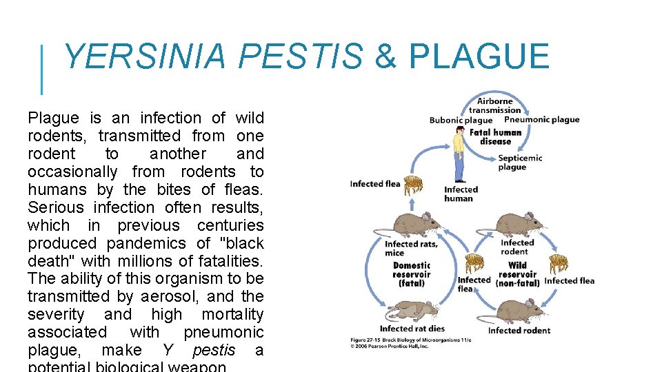 YERSINIA PESTIS & PLAGUE Plague is an infection of wild rodents, transmitted from one