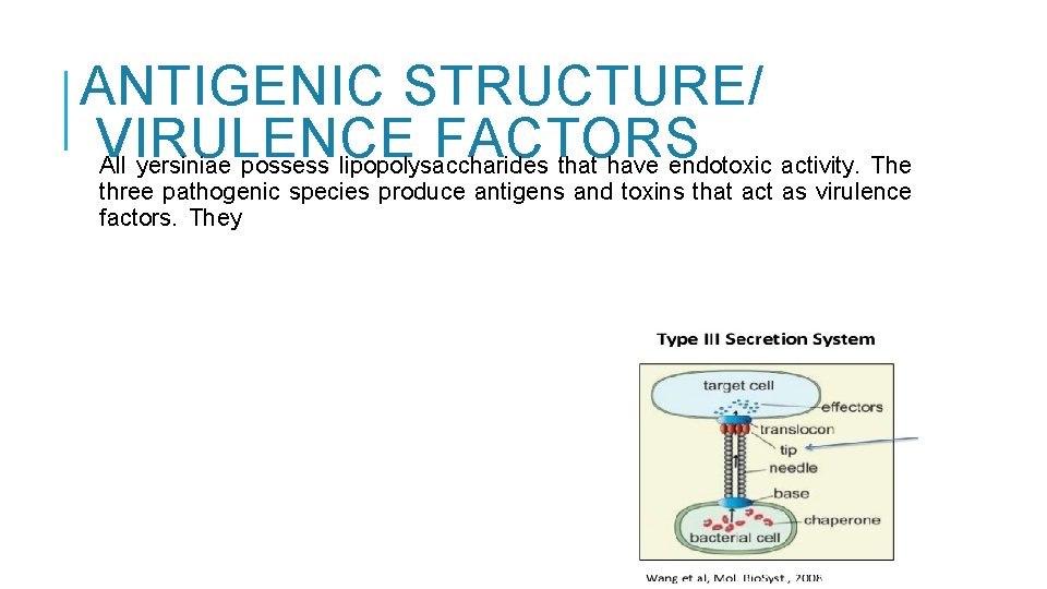 ANTIGENIC STRUCTURE/ VIRULENCE FACTORS All yersiniae possess lipopolysaccharides that have endotoxic activity. The three