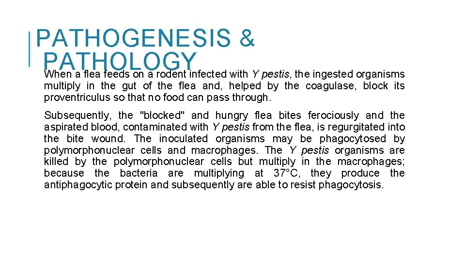 PATHOGENESIS & PATHOLOGY When a flea feeds on a rodent infected with Y pestis,