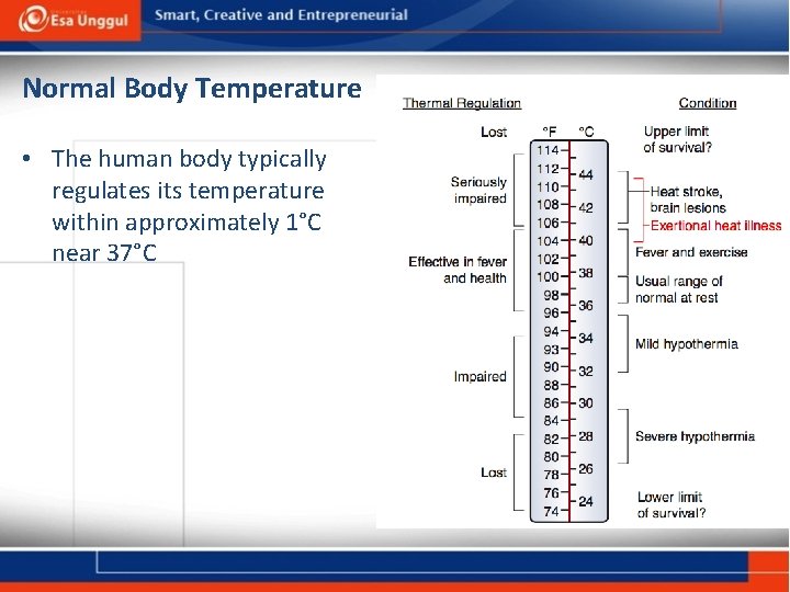 Normal Body Temperature • The human body typically regulates its temperature within approximately 1°C