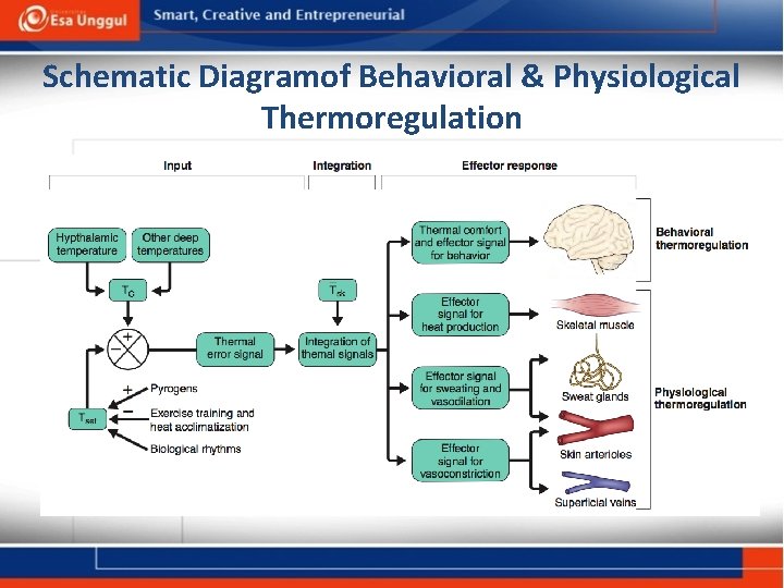 Schematic Diagramof Behavioral & Physiological Thermoregulation 