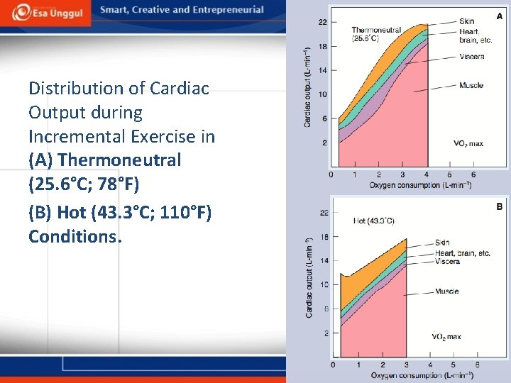 Distribution of Cardiac Output during Incremental Exercise in (A) Thermoneutral (25. 6°C; 78°F) (B)
