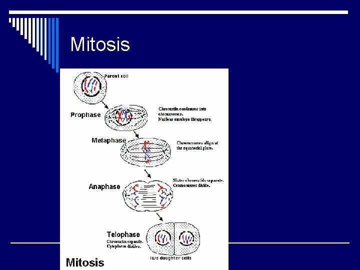 Mitosis 