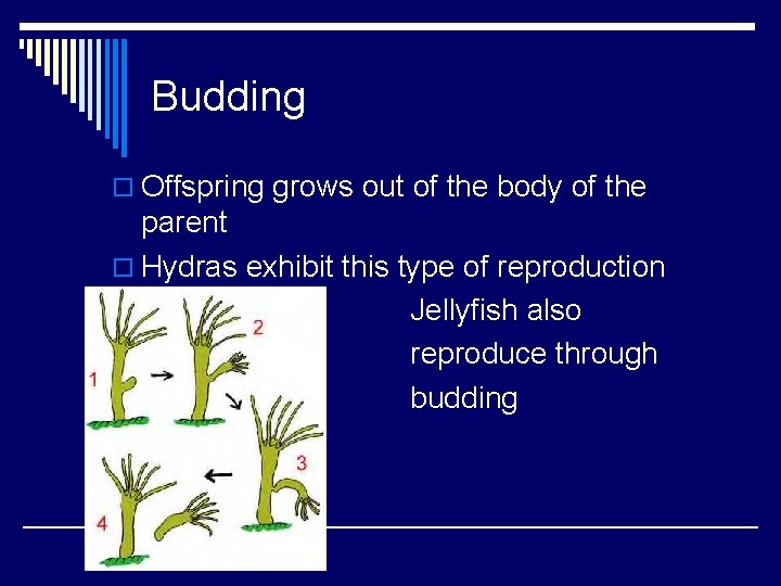 Budding o Offspring grows out of the body of the parent o Hydras exhibit