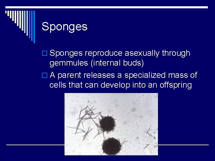 Sponges o Sponges reproduce asexually through gemmules (internal buds) o A parent releases a