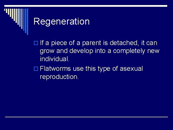 Regeneration o If a piece of a parent is detached, it can grow and