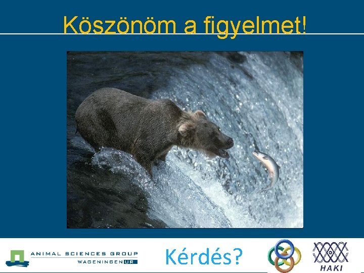 Köszönöm a figyelmet! Kérdés? 