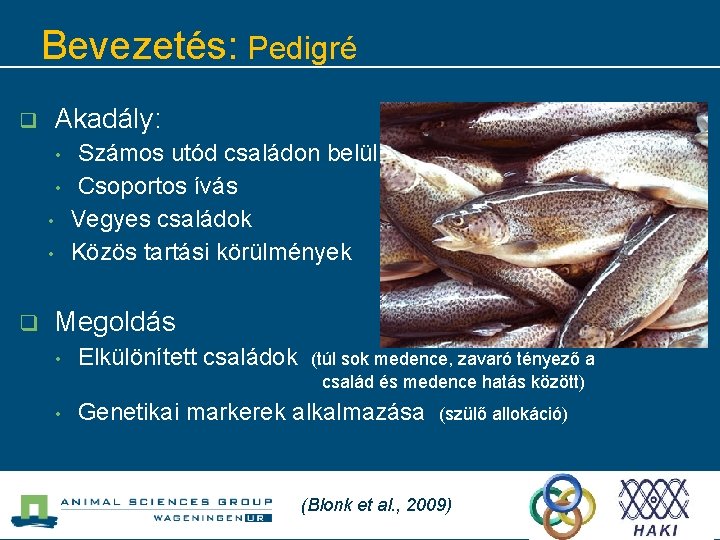 Bevezetés: Pedigré q Akadály: • • q Számos utód családon belül Csoportos ívás Vegyes