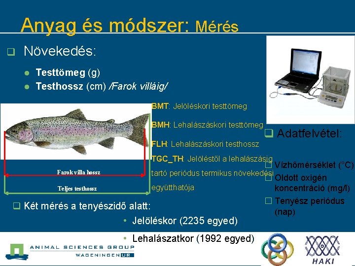 Anyag és módszer: Mérés q Növekedés: l l Testtömeg (g) Testhossz (cm) /Farok villáig/