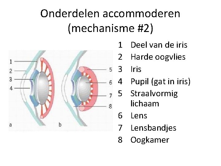 Onderdelen accommoderen (mechanisme #2) 1 2 3 4 5 Deel van de iris Harde