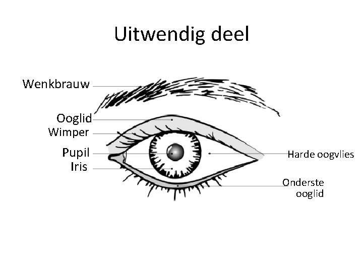 Uitwendig deel Wenkbrauw Ooglid Wimper Pupil Iris Harde oogvlies Onderste ooglid 