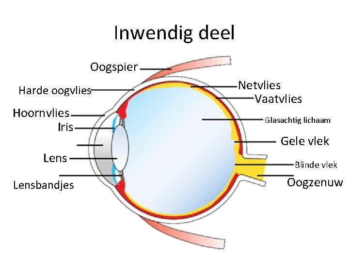 Inwendig deel Oogspier Harde oogvlies Hoornvlies Iris Lensbandjes Netvlies Vaatvlies Glasachtig lichaam Gele vlek