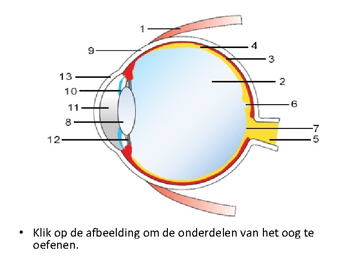  • Klik op de afbeelding om de onderdelen van het oog te oefenen.