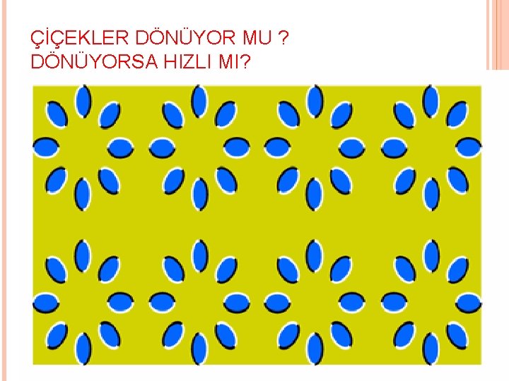 ÇİÇEKLER DÖNÜYOR MU ? DÖNÜYORSA HIZLI MI? 