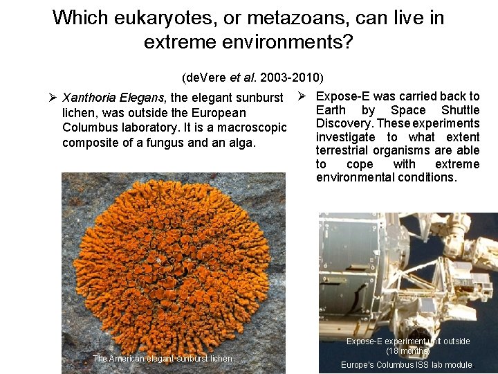 Which eukaryotes, or metazoans, can live in extreme environments? (de. Vere et al. 2003