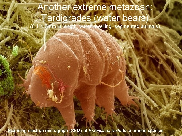 Another extreme metazoan: Tardigrades (water bears) (0. 1 -1. 0 mm in length, water-dwelling,