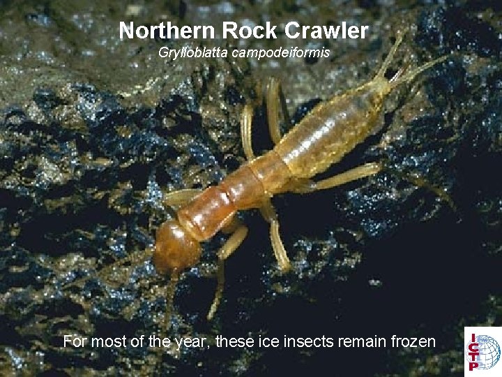 Northern Rock Crawler Grylloblatta campodeiformis For most of the year, these ice insects remain