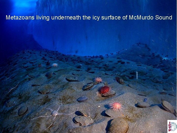 Metazoans living underneath the icy surface of Mc. Murdo Sound 