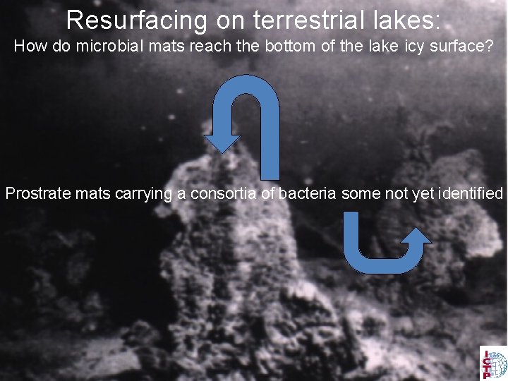 Resurfacing on terrestrial lakes: How do microbial mats reach the bottom of the lake