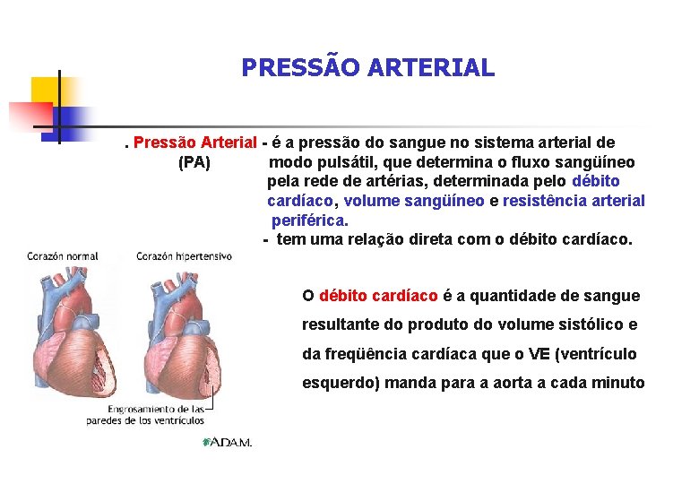 PRESSÃO ARTERIAL. Pressão Arterial - é a pressão do sangue no sistema arterial de