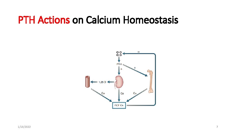 PTH Actions on Calcium Homeostasis 1/18/2022 7 