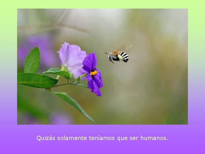 Quizás solamente teníamos que ser humanos. 