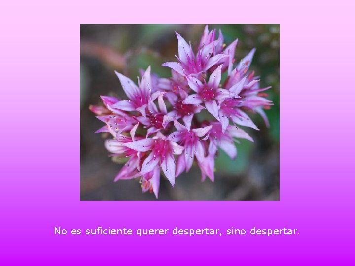 No es suficiente querer despertar, sino despertar. 