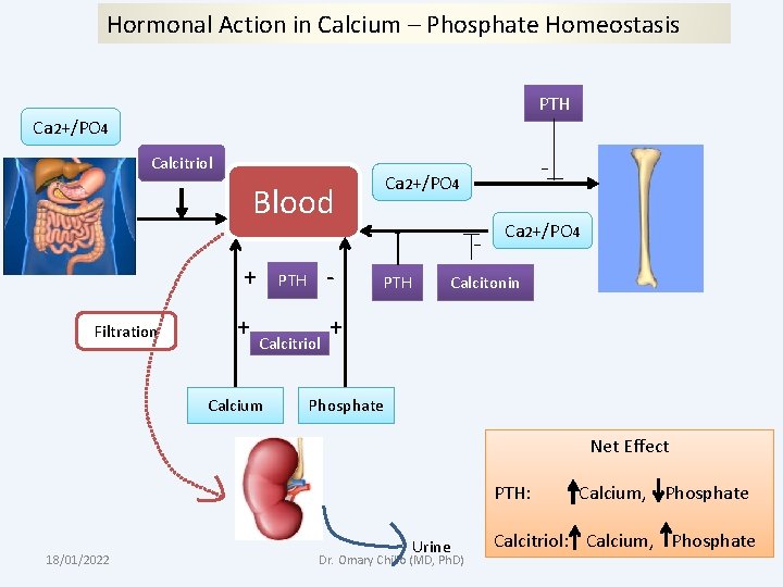 Hormonal Action in Calcium – Phosphate Homeostasis PTH Ca 2+/PO 4 Calcitriol Ca 2+/PO