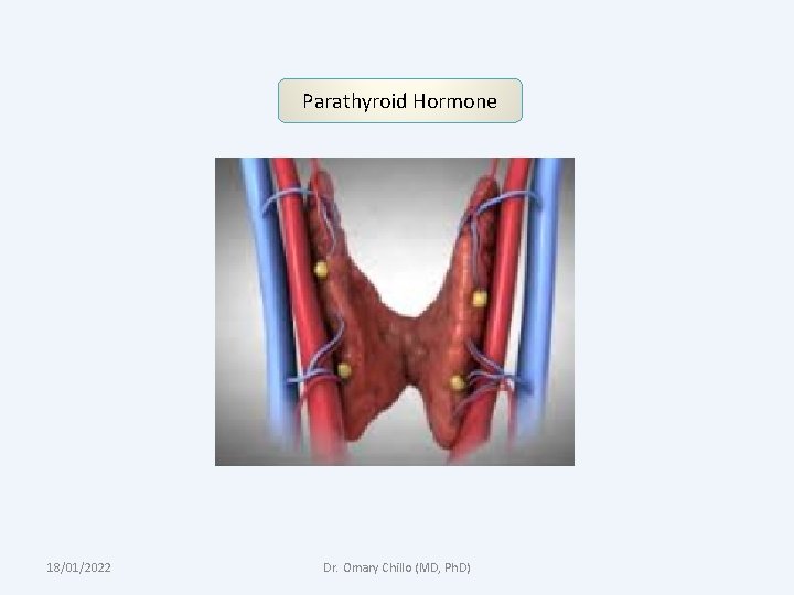 Parathyroid Hormone 18/01/2022 Dr. Omary Chillo (MD, Ph. D) 