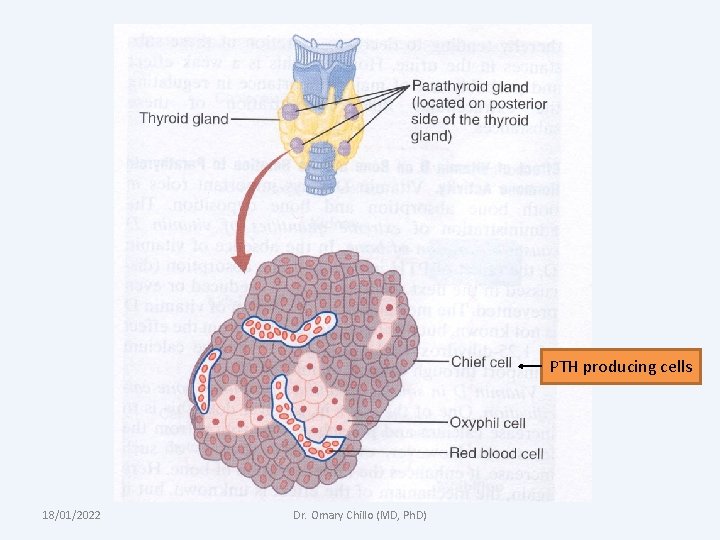 PTH producing cells 18/01/2022 Dr. Omary Chillo (MD, Ph. D) 