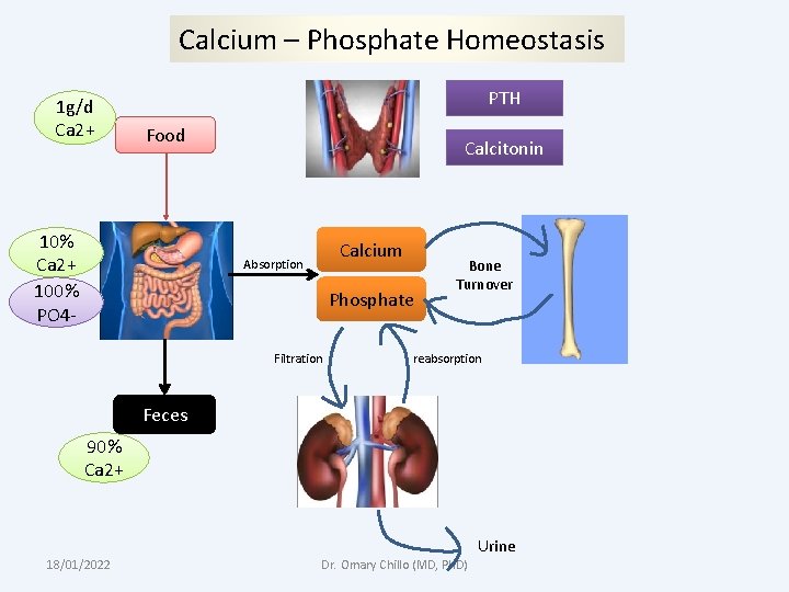 Calcium – Phosphate Homeostasis 1 g/d Ca 2+ PTH Food 10% Ca 2+ 100%