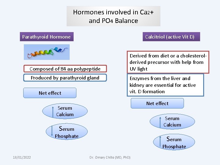 Hormones involved in Ca 2+ and PO 4 Balance Parathyroid Hormone Calcitriol (active Vit