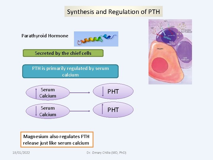 Synthesis and Regulation of PTH Parathyroid Hormone Secreted by the chief cells PTH is