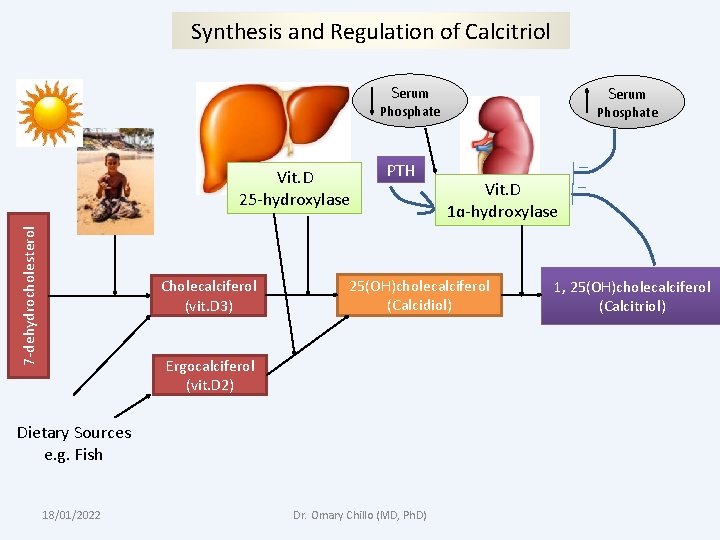 Synthesis and Regulation of Calcitriol Serum Phosphate 7 -dehydrocholesterol Vit. D 25 -hydroxylase Cholecalciferol