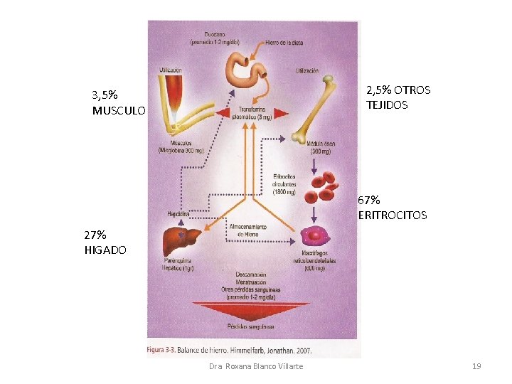 2, 5% OTROS TEJIDOS 3, 5% MUSCULO 67% ERITROCITOS 27% HIGADO Dra. Roxana Blanco