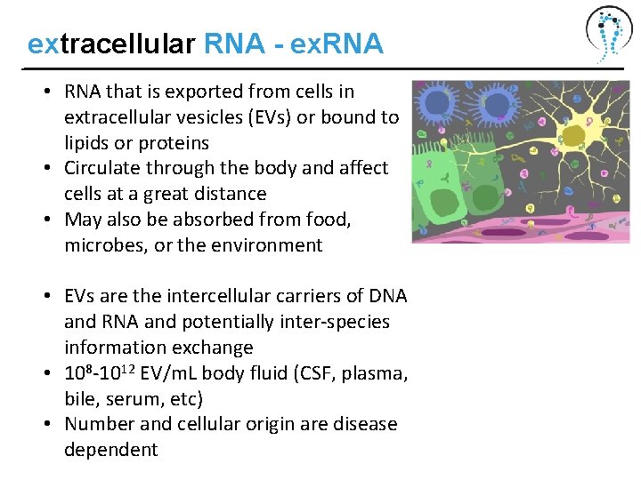 extracellular RNA - ex. RNA • RNA that is exported from cells in extracellular extracellular RNA - ex. RNA • RNA that is exported from cells in extracellular