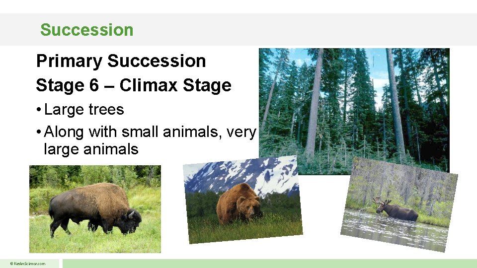 Succession Primary Succession Stage 6 – Climax Stage • Large trees • Along with