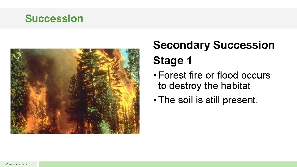 Succession Secondary Succession Stage 1 • Forest fire or flood occurs to destroy the