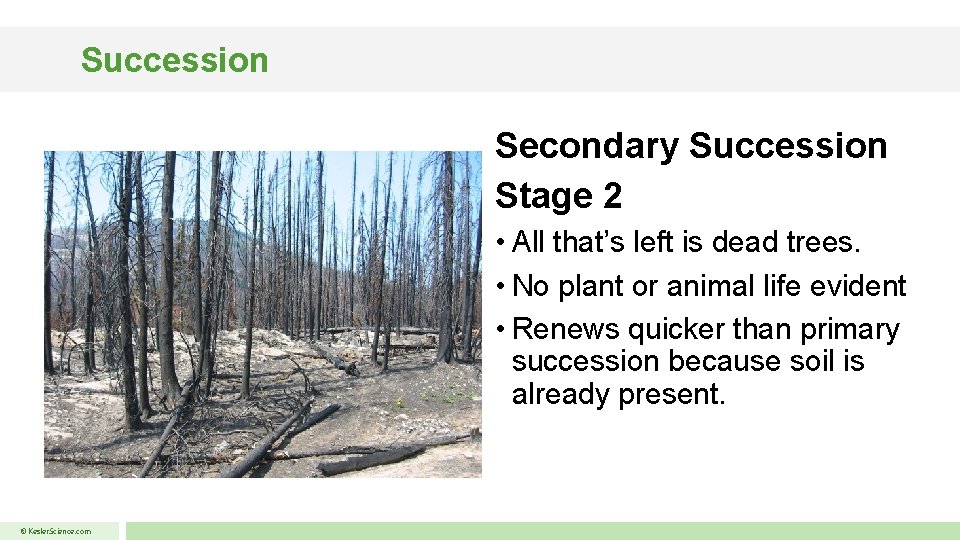 Succession Secondary Succession Stage 2 • All that’s left is dead trees. • No