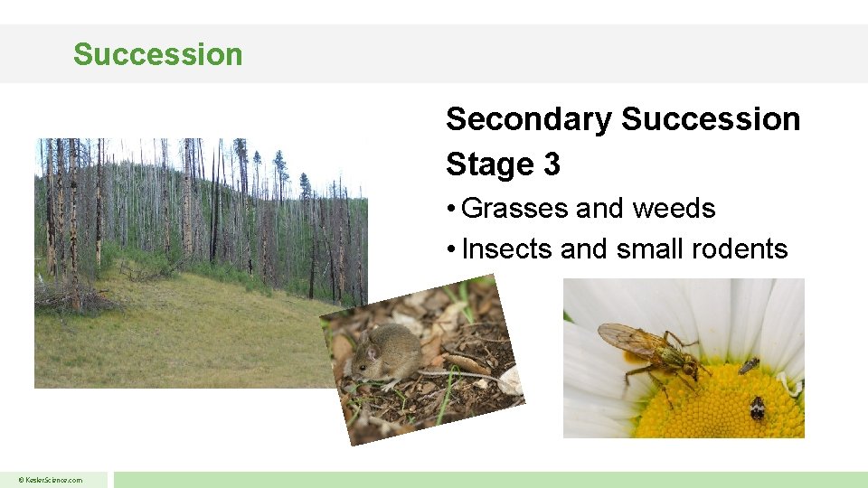 Succession Secondary Succession Stage 3 • Grasses and weeds • Insects and small rodents