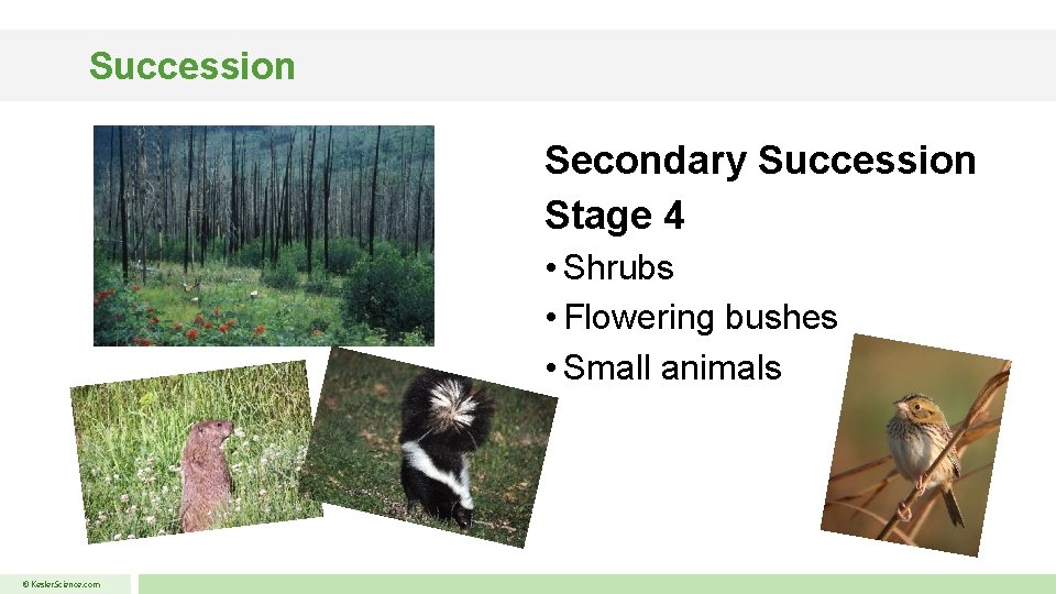 Succession Secondary Succession Stage 4 • Shrubs • Flowering bushes • Small animals ©