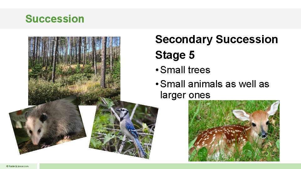 Succession Secondary Succession Stage 5 • Small trees • Small animals as well as