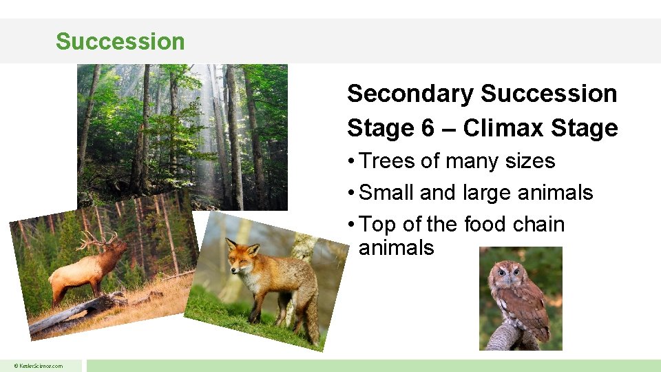 Succession Secondary Succession Stage 6 – Climax Stage • Trees of many sizes •