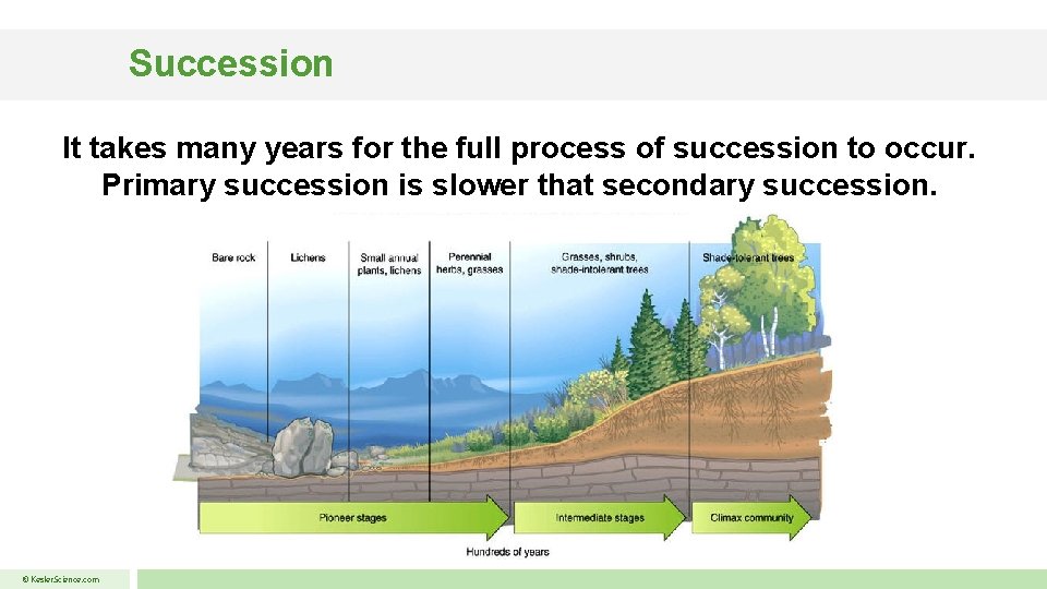 Succession It takes many years for the full process of succession to occur. Primary