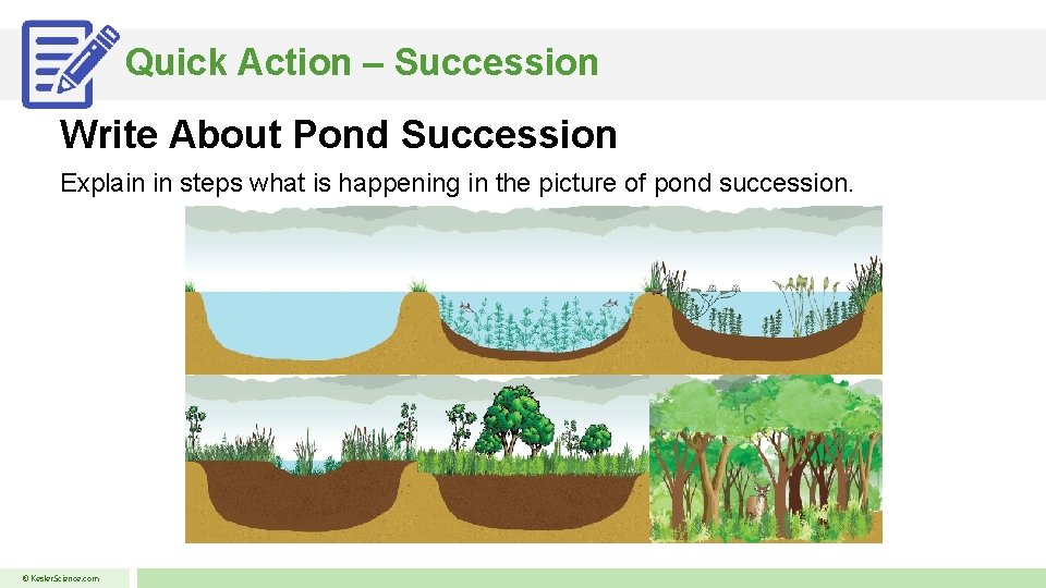 Quick Action – Succession Write About Pond Succession Explain in steps what is happening