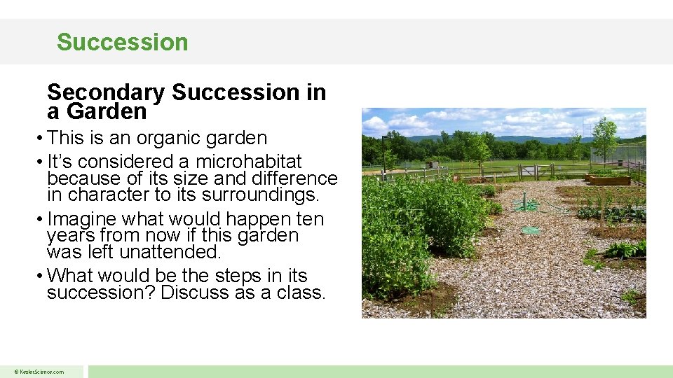 Succession Secondary Succession in a Garden • This is an organic garden • It’s